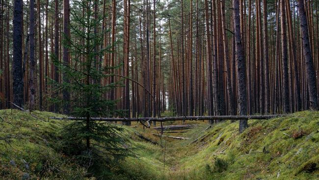 Заповедник. Архивное фото