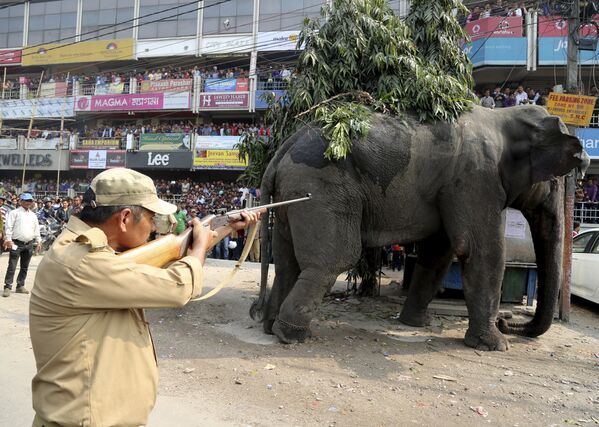 Дикий слон, который забрел в город Силигури, Индия