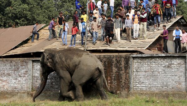 Дикий слон, который забрел в город Силигури, Индия