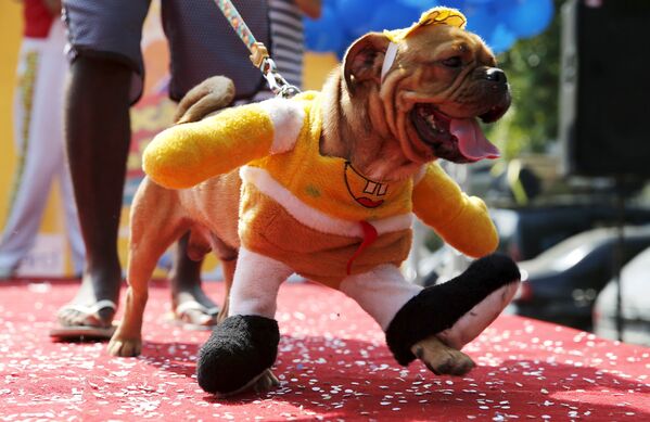 Собака во время карнавальных празднеств в Рио-де-Жанейро