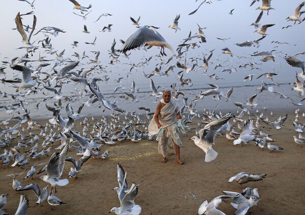 Чайки на пляже Аравийского моря в Мумбаи