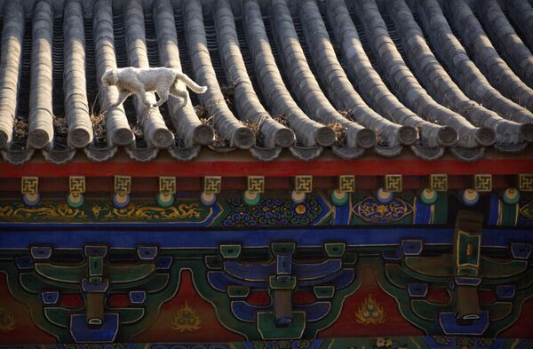 Кошка идет по карнизу крыши в Храме во второй день китайского Лунного Нового года