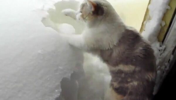 Кот, который точно знает, как справиться со снегом