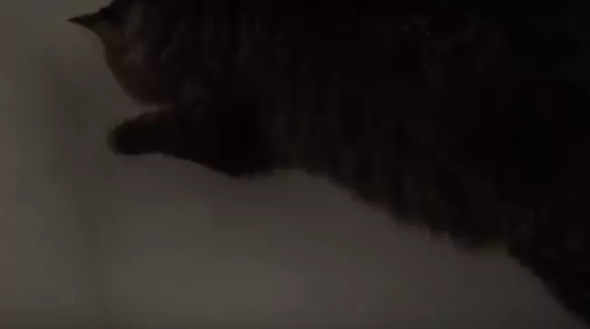 Кот или енот?