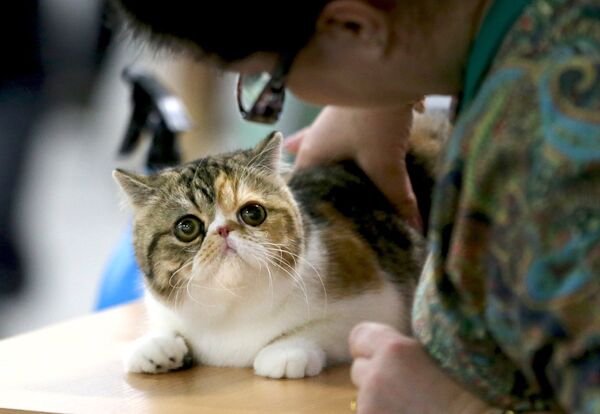 Экзотическая короткошерстная кошка на выставке кошек и котов День влюбленных котов в КВЦ Сокольники