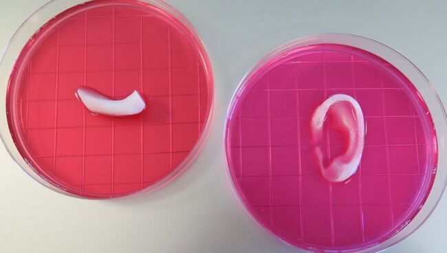 Напечатанное ухо и часть кости нижней челюсти