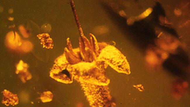 Ископаемый цветок Strychnos electri Ископаемый цветок Strychnos electri