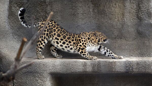 Дальневосточный леопард Мизер в Московском зоопарке. Архивное фото