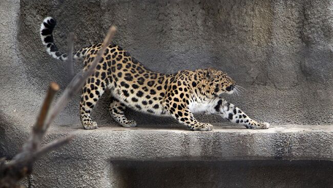 Дальневосточный леопард Мизер в Московском зоопарке. Архивное фото
