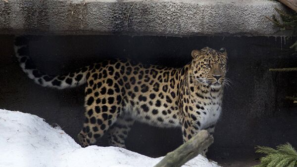 Дальневосточный леопард Мизер в Московском зоопарке
