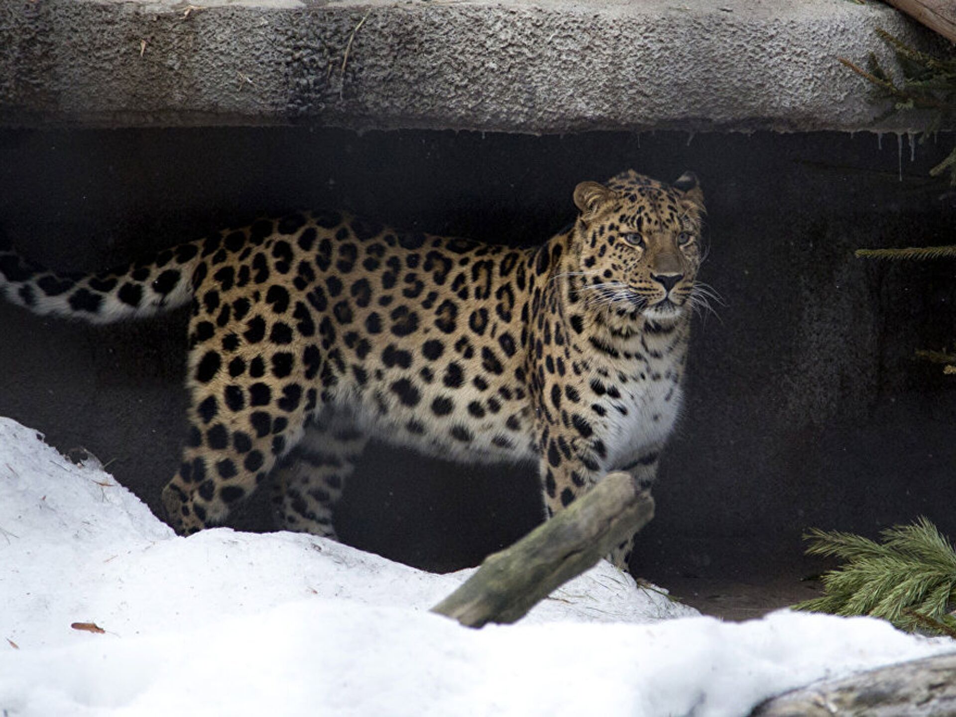 леопард в московском зоопарке