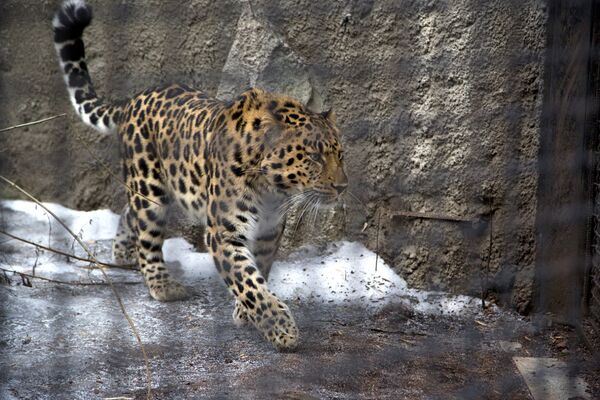 Дальневосточный леопард Мизер в Московском зоопарке