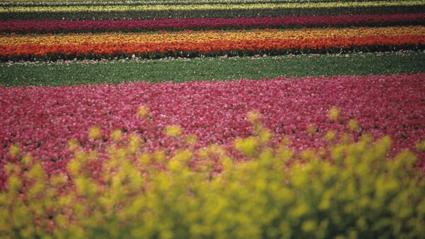 Поле голландских тюльпанов. Королевство Нидерланды.