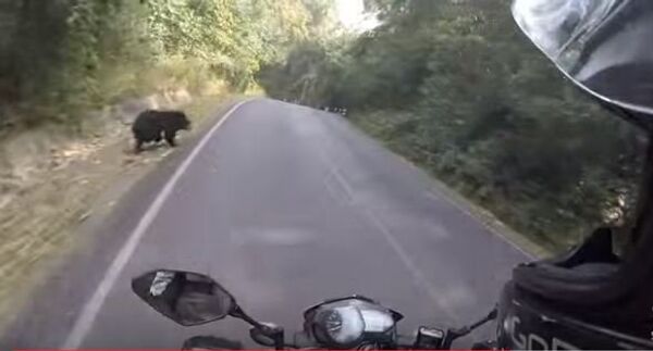 Как мотоциклист повстречался с медведем