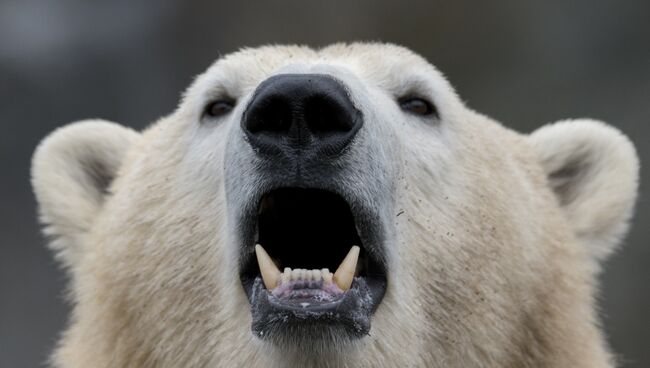 Белый медведь. Архивное фото