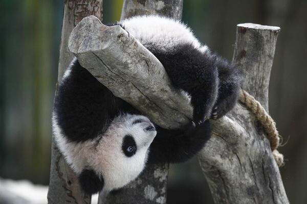 Панда в национальном зоопарке в Куала-Лумпур