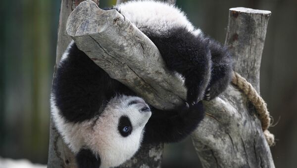Панда. Архивное фото