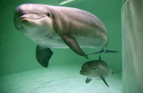 Дельфины в зоопарке в Дуйсбурга