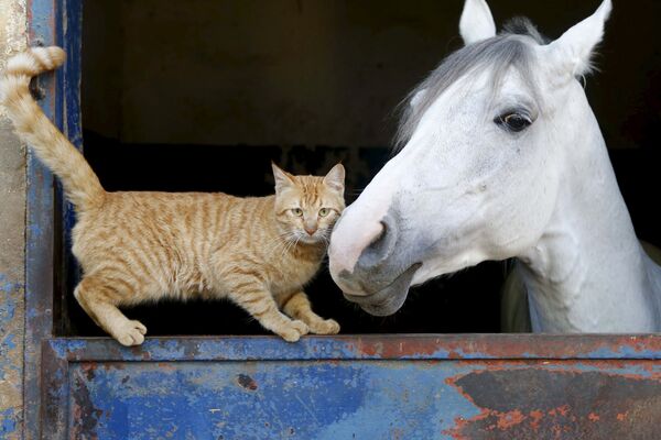 Кошка стоит возле лошади в Бейруте