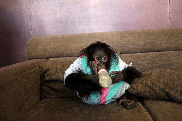 Орангутанг пьет молоко