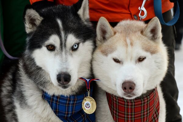 Собаки участников фестиваля северных ездовых собак Хаски фест во время награждения за победу в одной из дисциплин в поселке Степной Новосибирской области