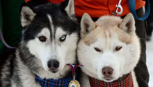 Собаки породы Сибирский хаски. Архивное фото
