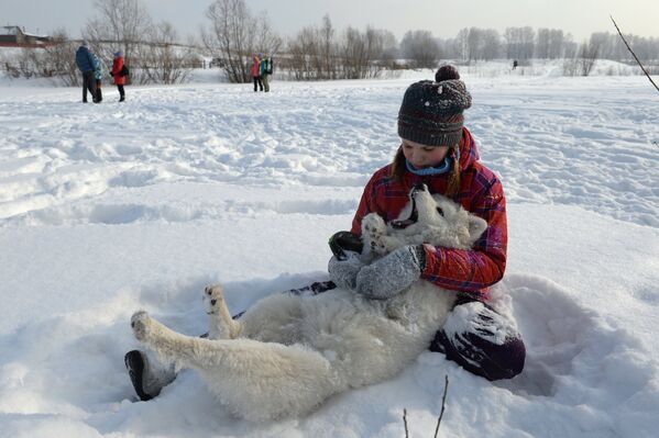 Девочка играет с молодой собакой породы самоед на фестивале северных ездовых собак Хаски фест в поселке Степной Новосибирской области