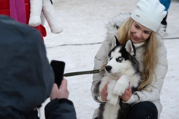 Девушка фотографируется с собакой на фестивале северных ездовых собак Хаски фест в поселке Степной Новосибирской области