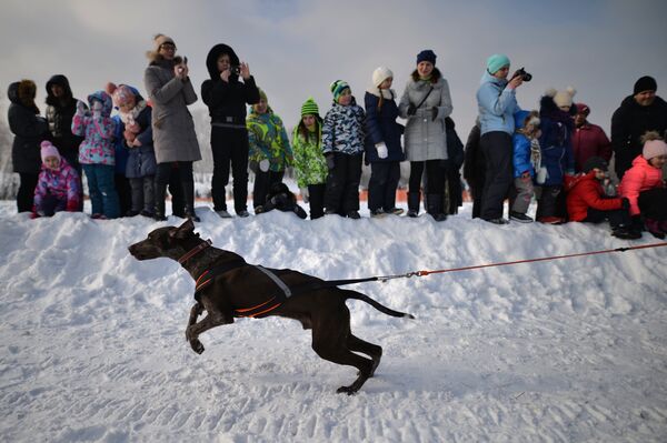 Собака участника заездов в дисциплине скиджоринг на гонке Три версты в рамках фестиваля северных ездовых собак Хаски фест в поселке Степной Новосибирской области