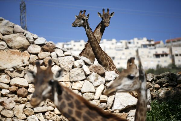 Жирафы в зоопарке Иерусалима, 24 февраля 2016