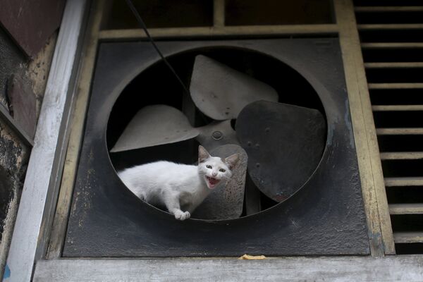 Кошка сидит в вентиляторе в центре Гаваны. 23 февраля 2016
