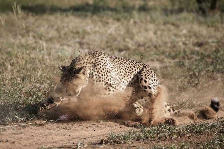 Гепарды, которые живут в Фонде по сохранению Cheetah в Очиваронго, Намибия. 18 февраля 2016