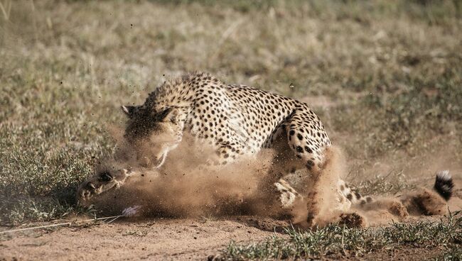 Гепарды, которые живут в Фонде по сохранению Cheetah в Очиваронго, Намибия. Архивное фото