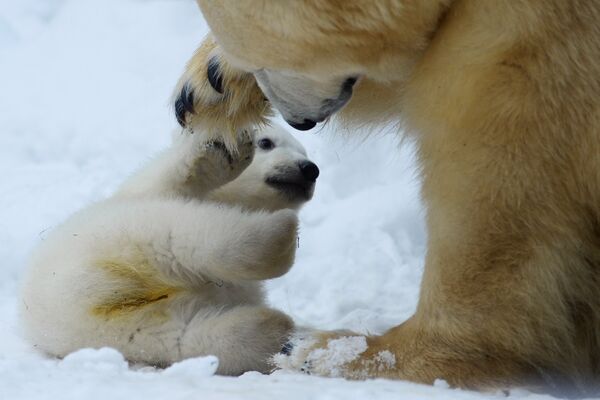 Белый медвежонок со своей мамой Гердой в вольере Новосибирского зоопарк