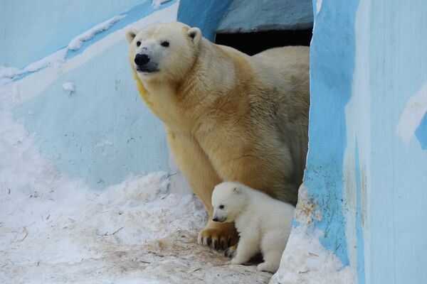 Белый медвежонок со своей мамой Гердой в вольере Новосибирского зоопарка