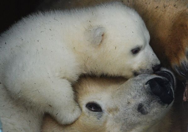 Белый медвежонок со своей мамой Гердой в вольере Новосибирского зоопарка