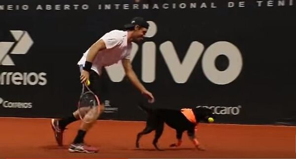 Собаки помогли собирать мячи известным теннисистам