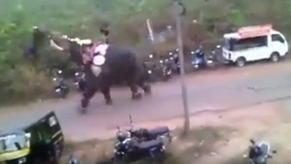 злой слон. кадр из видео