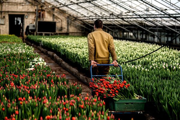 Работник теплицы со срезанными тюльпанами в теплице ЗАО Трест зеленого хозяйства в Великом Новгороде