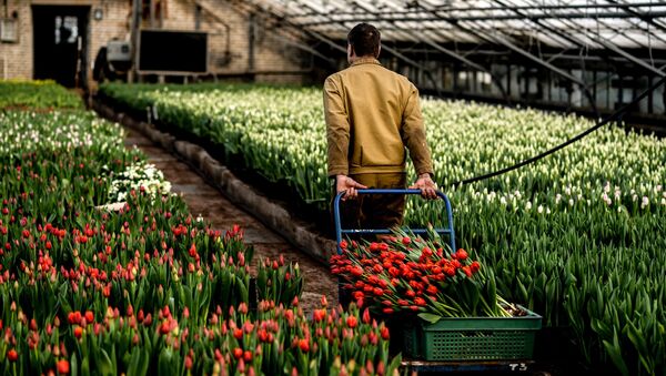 Работник теплицы со срезанными тюльпанами в теплице ЗАО Трест зеленого хозяйства в Великом Новгороде