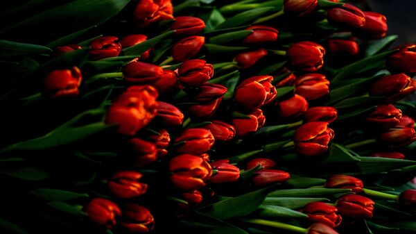 Срезанные тюльпаны. Архивное фото