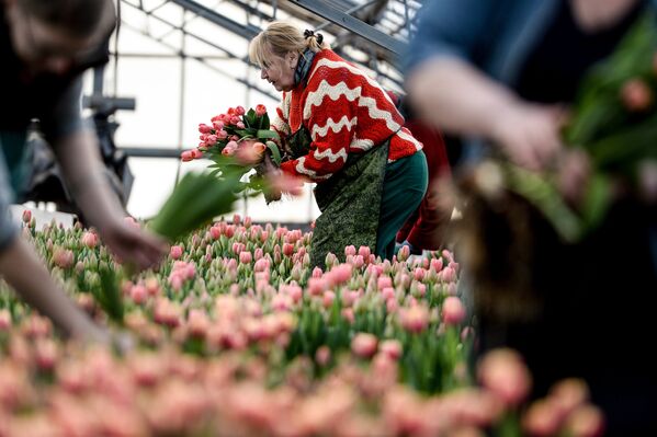 Работники теплицы срезают тюльпаны в теплице ЗАО Трест зеленого хозяйства в Великом Новгороде