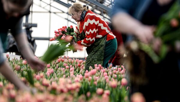 Работники теплицы срезают тюльпаны. Архивное фото