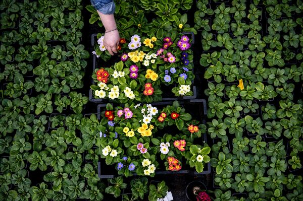 Выращивание цветов примулы перед 8 марта в теплице ЗАО Трест зеленого хозяйства в Великом Новгороде
