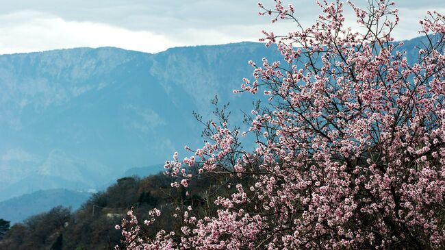 Цветущий миндаль на фоне гор в окрестностях Алупки. Архивное фото