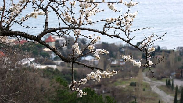 Цветущее дерево в окрестностях Алупки