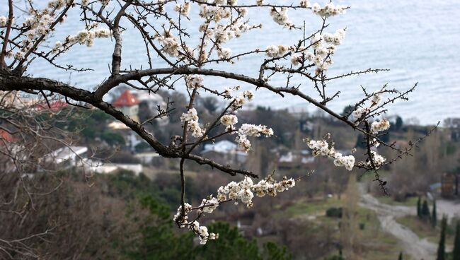 Цветущее дерево в окрестностях Алупки. Архивное фото