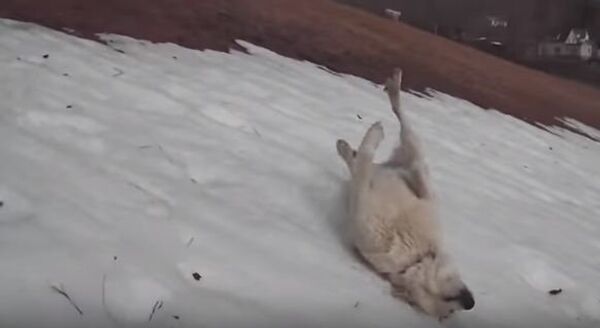 Пес скатился со снежной горки