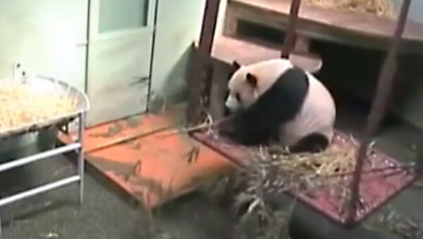 Панда испугалась бамбука