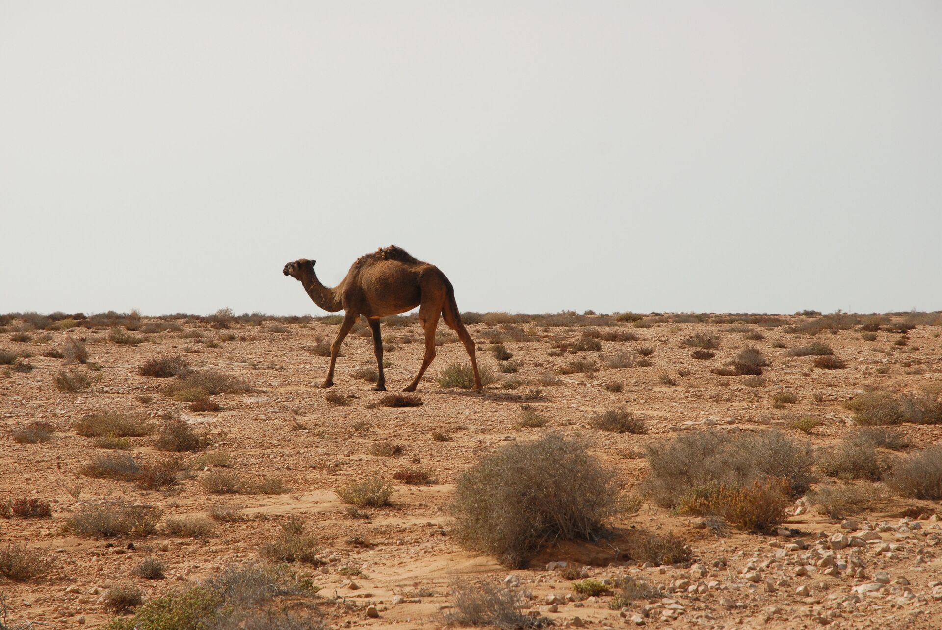 Верблюд в Западной Сахаре - РИА Новости, 1920, 18.05.2022